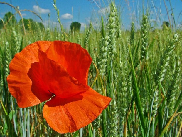 red poppies