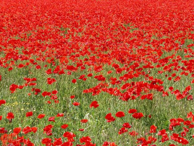 red poppies